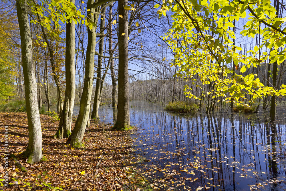Swamp in the Forest