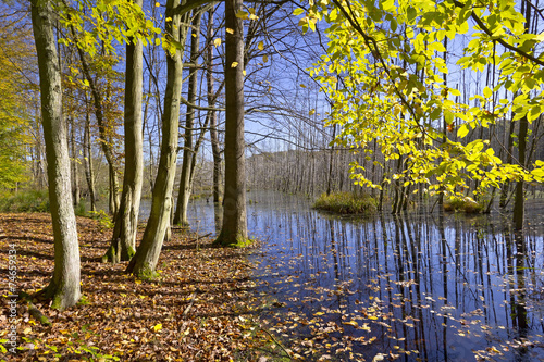 Obraz na płótnie Swamp in the Forest w salonie