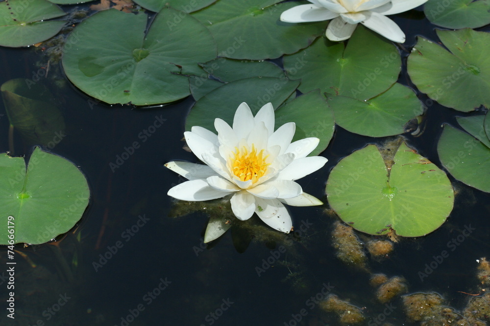 Lotus