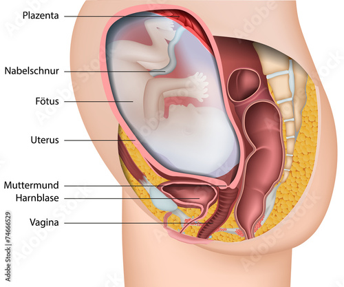 Anatomie muttermund Muttermund