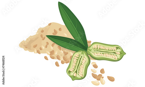 Sesame seeds, fruit, leaf, Vecctor illustration