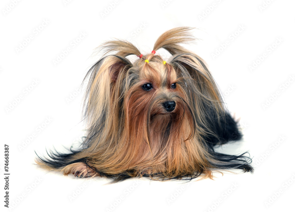 Dog yorkshire terrier isolated on white Dog yorkshire terrier isolated on white