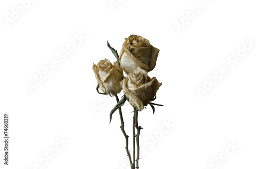 Three withered roses