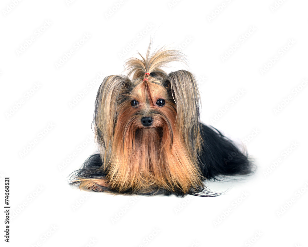 Dog yorkshire terrier isolated on white Dog yorkshire terrier isolated on white