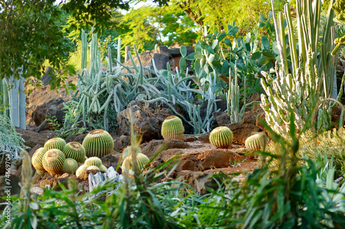 Variuos cactuses at the Cactus Garden photo