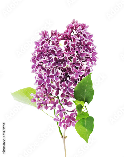 Blossoming Lilac