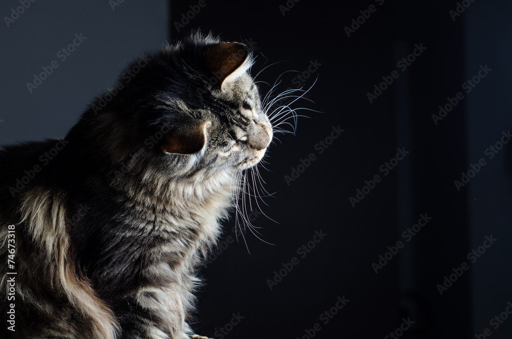 Maine coon cat grey and black portrait Stock Photo | Adobe Stock