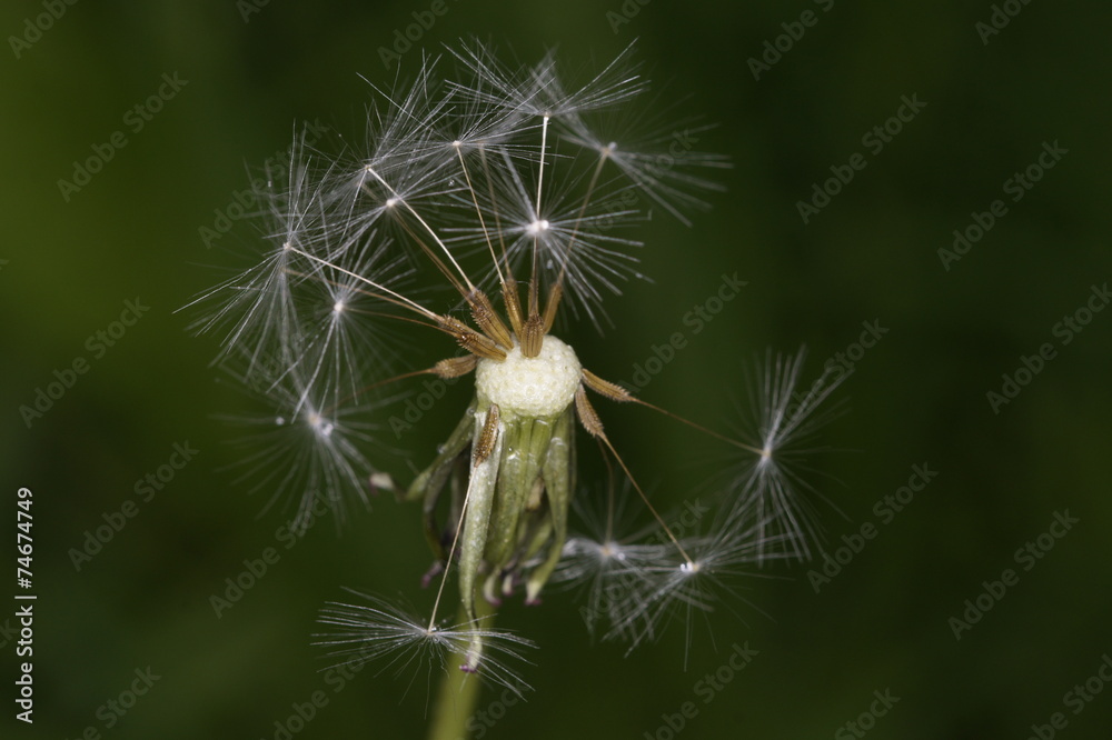 Obraz premium Pusteblume