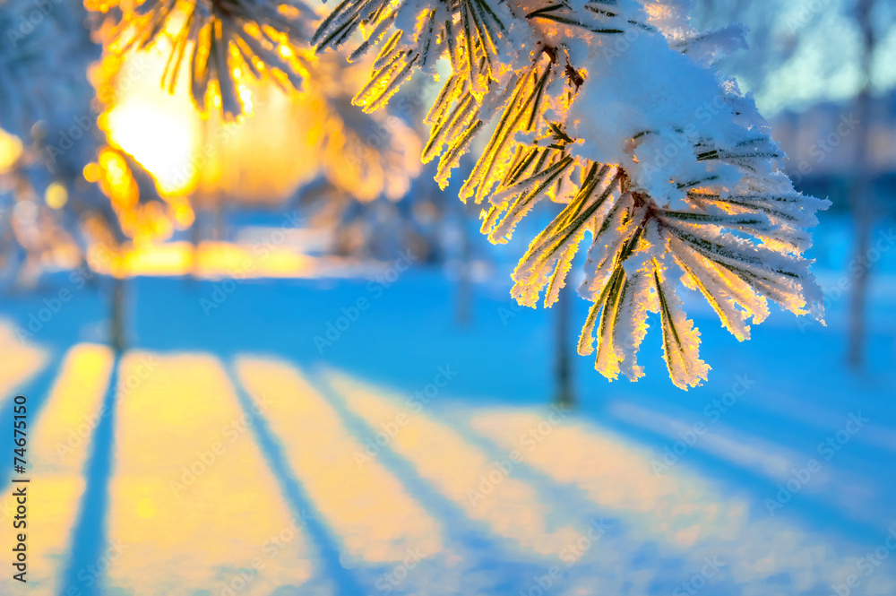 Fototapeta premium Coniferous branch against a colourful decline