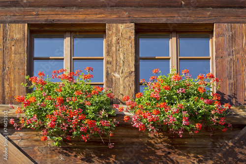 Obraz na płótnie Two windows with flowers w salonie