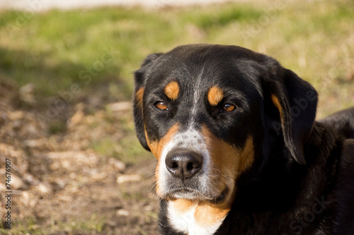 Portrait vom Sennenhund