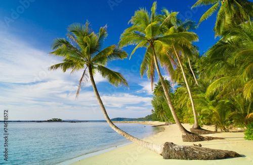 Fototapeta Naklejka Na Ścianę i Meble -  Coconut Coast Palm Panorama