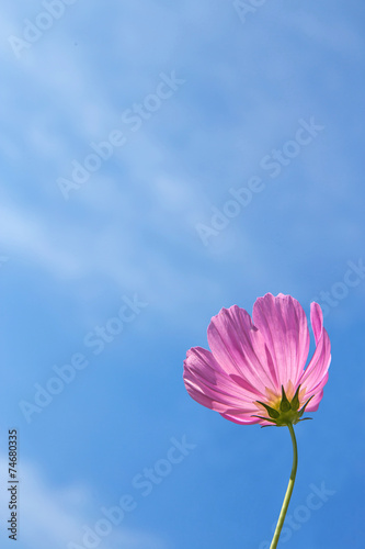 C.sulphureus Cav. or Sulfur Cosmos and blue sky