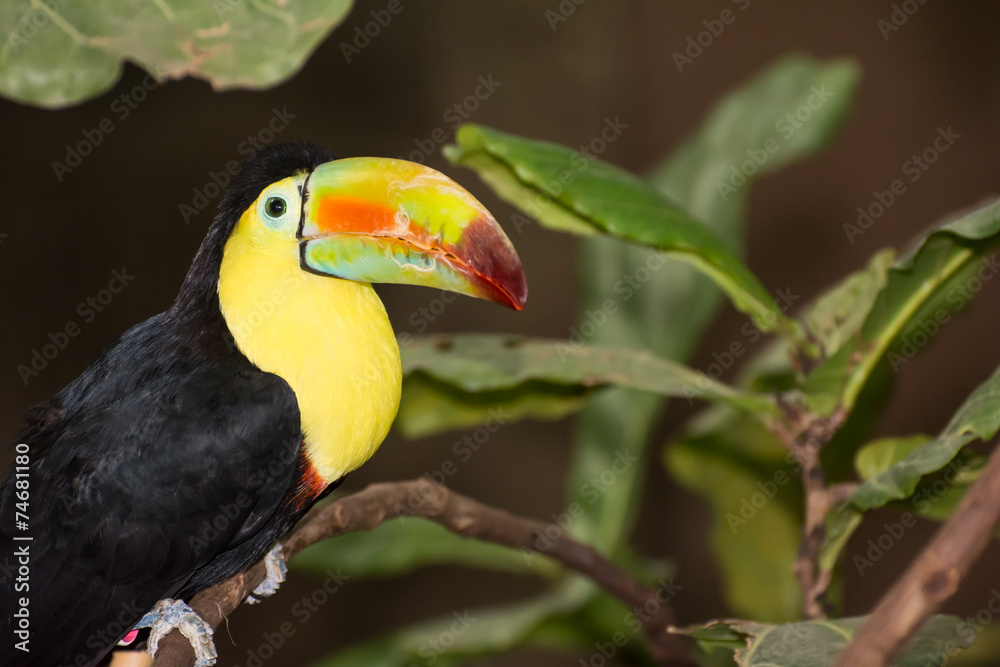 Obraz premium Keel-billed Toucan