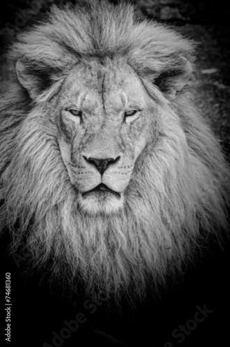 Fototapeta Naklejka Na Ścianę i Meble -  Dangerous lion b&w