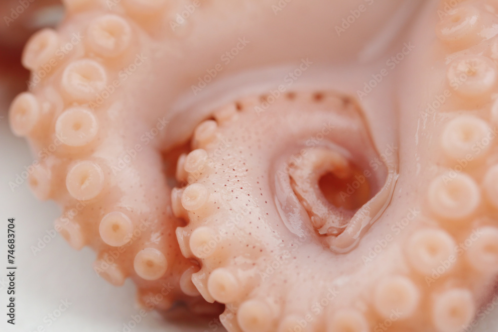Close-up of Octopus tentacle with suckers (macro) Close-up of Octopus tentacle with suckers (macro)