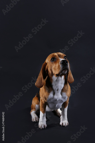 Beagle dog on dark background