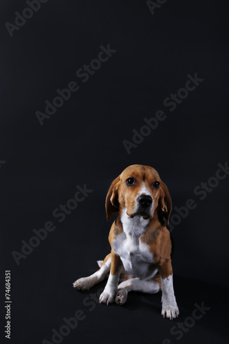Beagle dog on dark background © Africa Studio