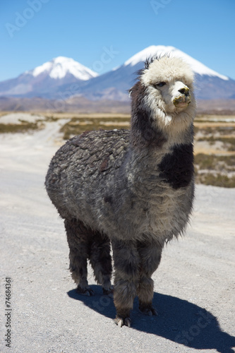 Alpaca in Lauca National Park photo