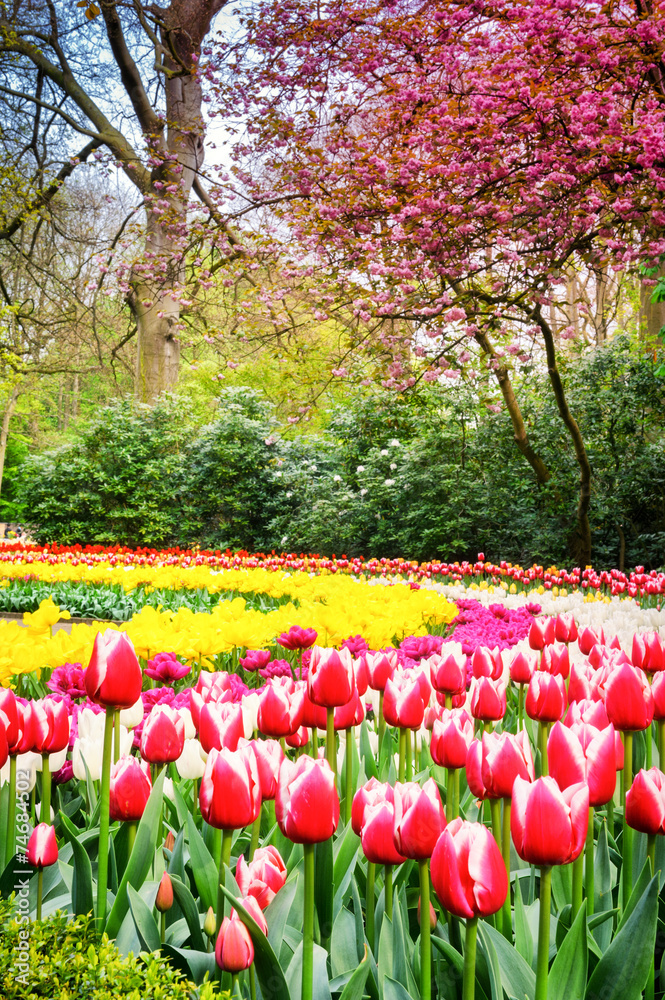 Spring park with multicolor tulips. Keukenhof garden, Netherland