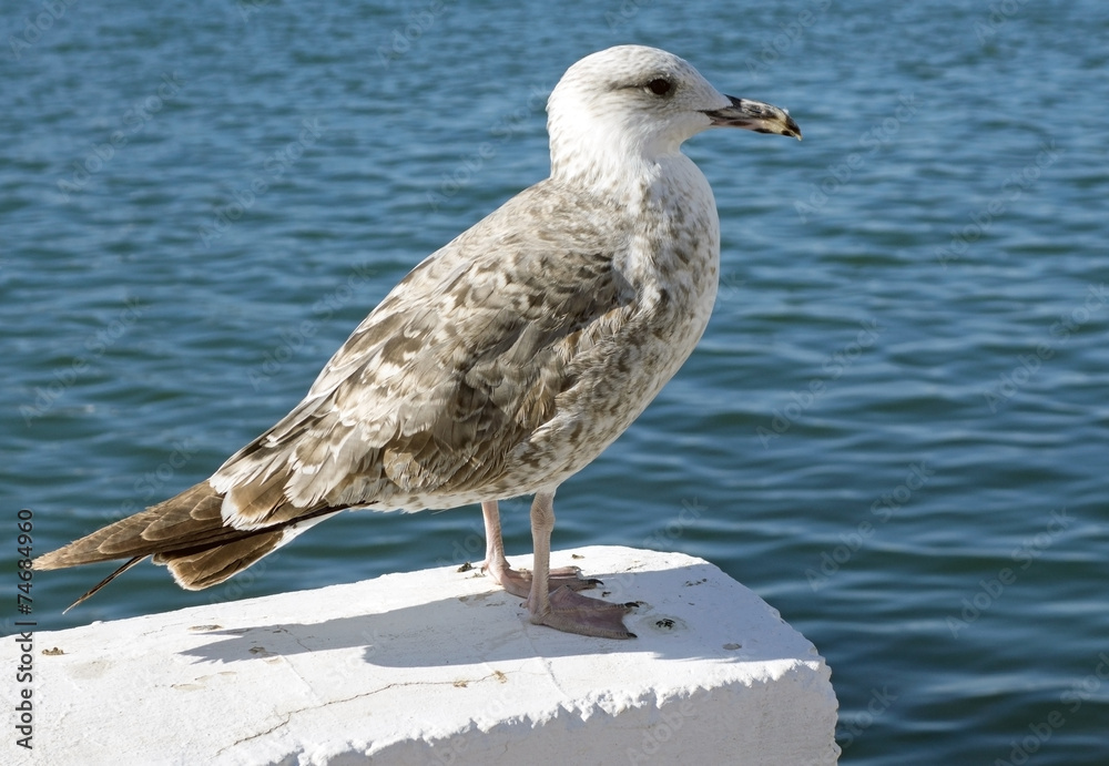 Obraz premium sea gull