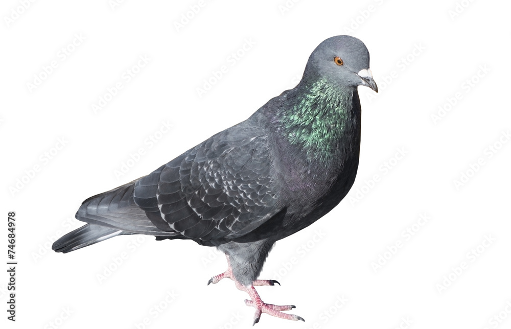 Naklejka premium Pigeon