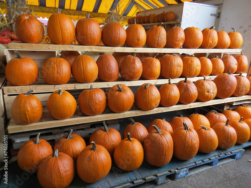 Many pumpkins at market for Halloween