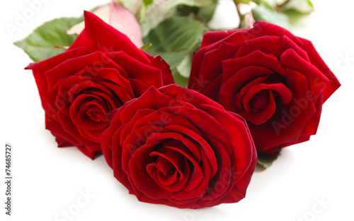 Beautiful red roses isolated on white