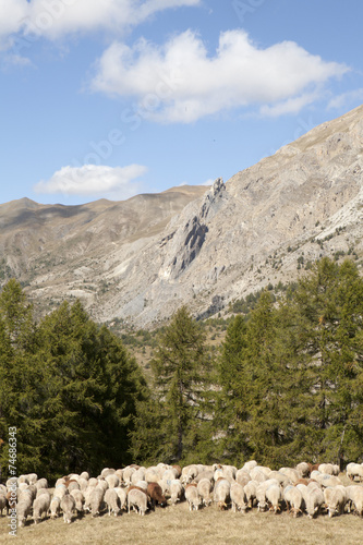 Saison Berger, Alpes de hautes Provence photo