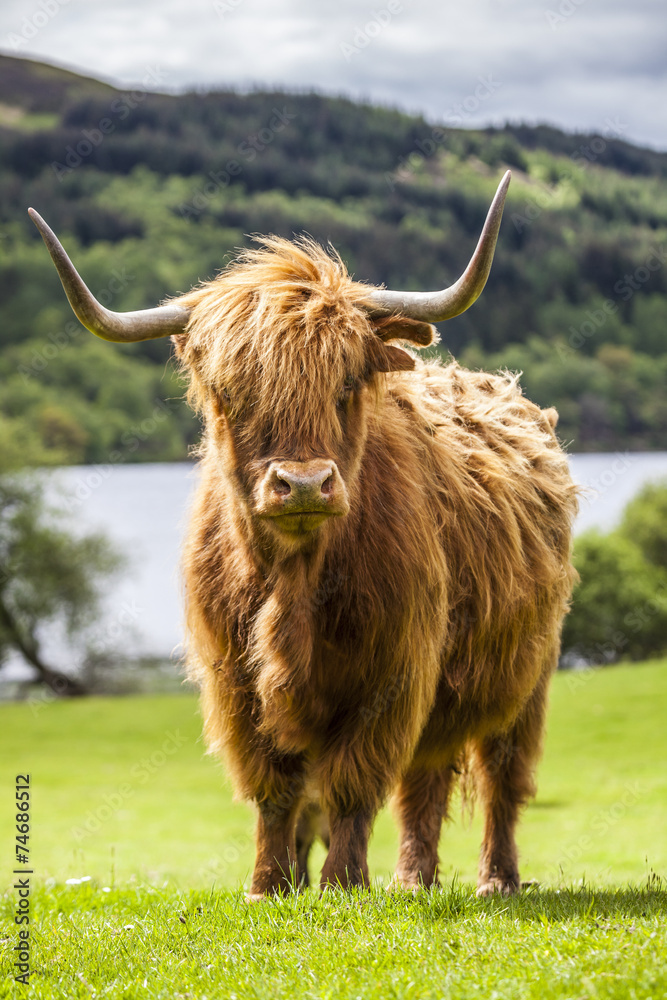 King of the Meadow - Incredible Scottish Cattle King of the Meadow - Incredible Scottish Cattle