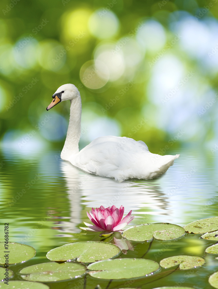 Obraz premium image of a swan and lotus flower on the water