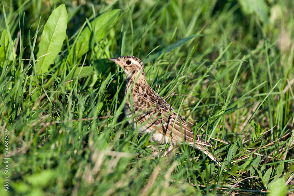 Alauda arvensis, Skylark Alauda arvensis, Skylark