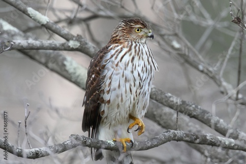 Juvenile Coopers Hawk photo