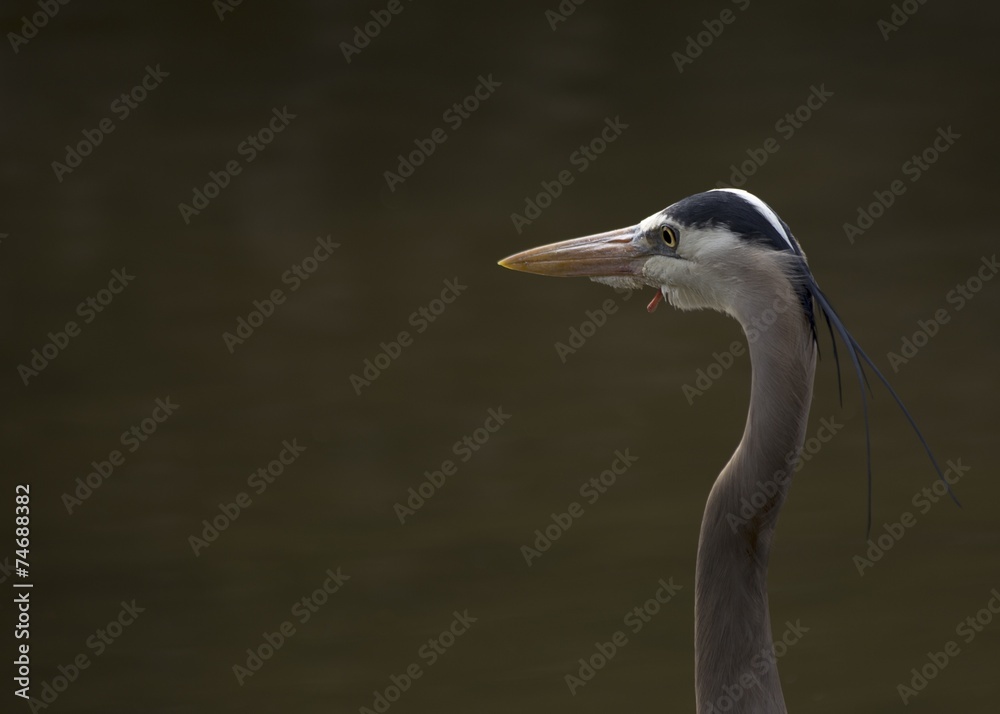 Great Blue Heron Great Blue Heron