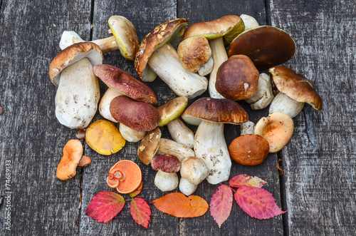 A bunch of autumn edible mushrooms