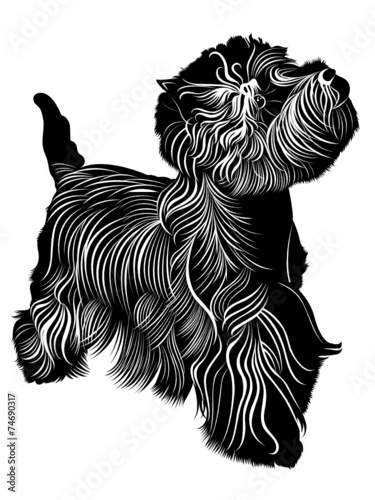 фотографія West Highland White Terrier