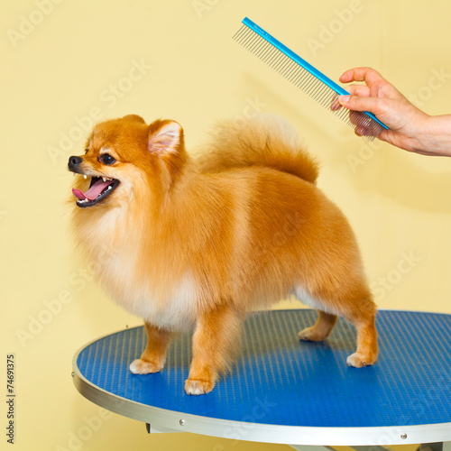 Dog Grooming Spitz. Beauty salon for animals