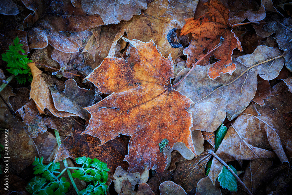 Frozen maple leaf Frozen maple leaf