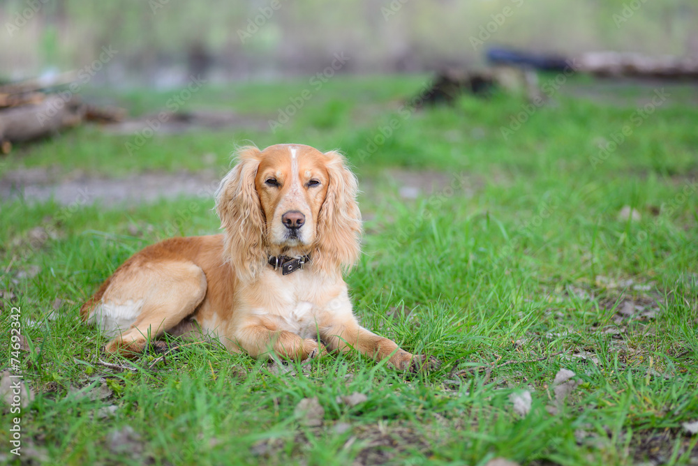 Cocker Spaniel Cocker Spaniel