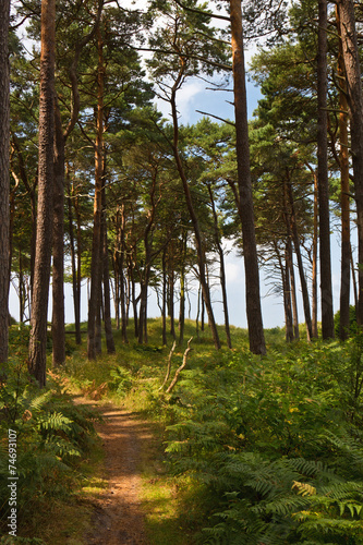 Weg durch den Wald zur Ostsee