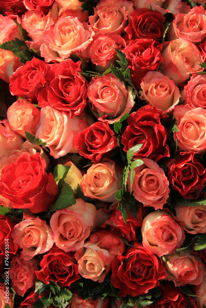 Naklejka premium Red and pink roses