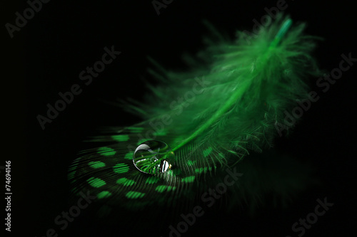 Beautiful feather with water drop on black background