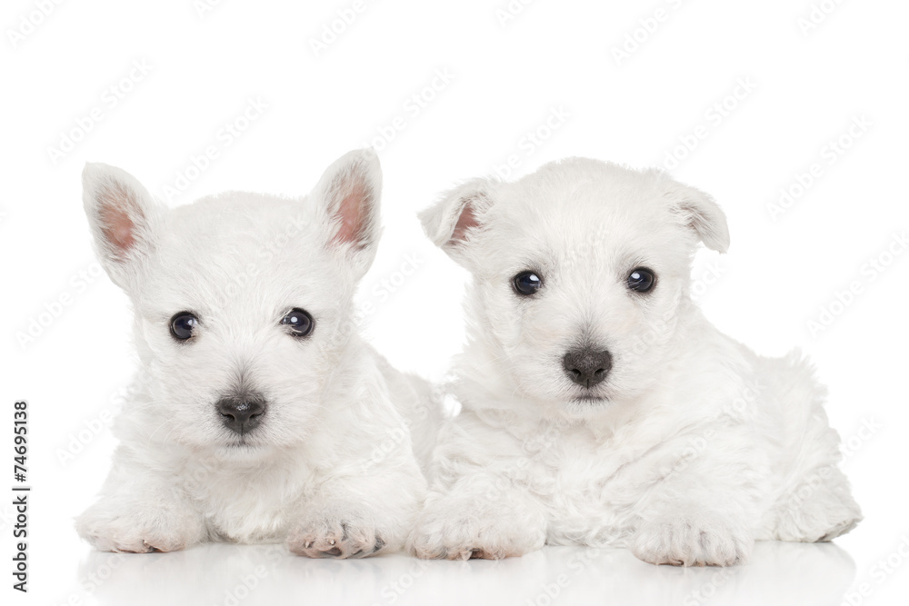 Obraz premium West highland white terriers