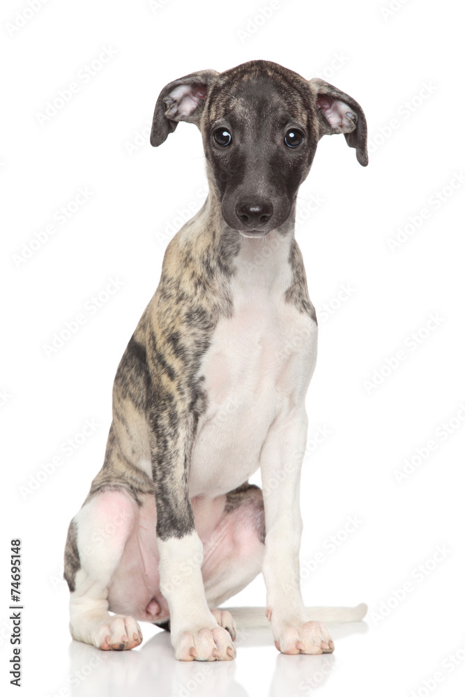 Whippet puppy portrait