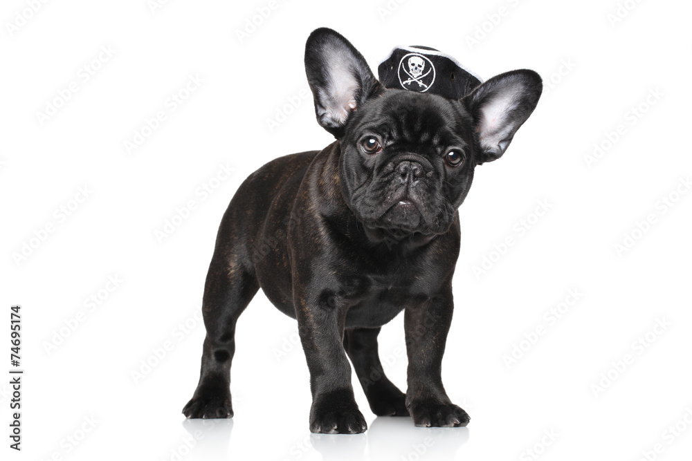 French bulldog puppy in pirate hat