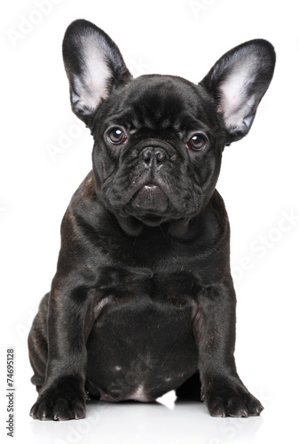 French Bulldog Puppy © jagodka