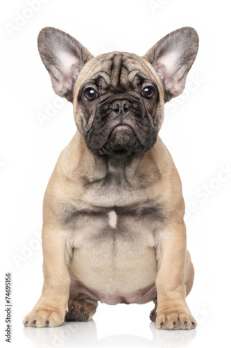 Fototapeta Naklejka Na Ścianę i Meble -  French bulldog puppy