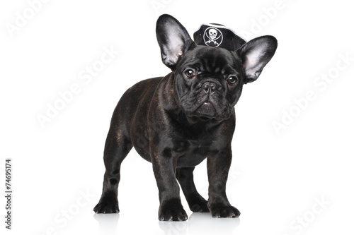 French bulldog puppy in pirate hat