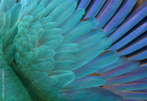 Macaw Feathers