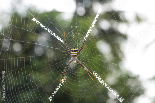 Spider on the web.